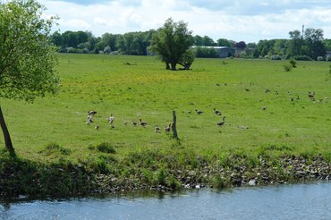 Bild der Elbe vom Ufer mit Enten