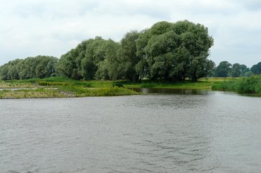Bild der Elbe mit Bäume am Ufer